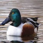 image of northern_shoveler #5