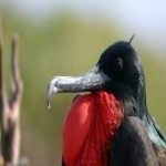 image of bird