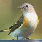 image of bird