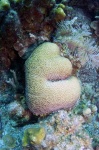 image of brain_coral #30