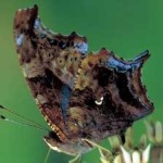 image of animal