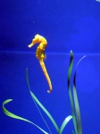 image of seahorse #26