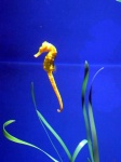 image of animal