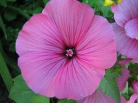 image of flower