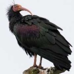 image of bird