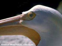 image of animal