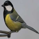 image of bird