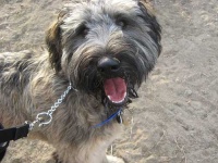 image of briard