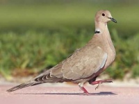image of dove