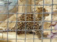 image of jaguar_car