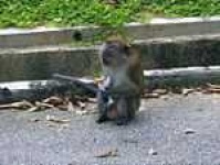 image of macaque