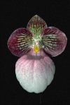 image of hard_leaved_pocket_orchid #26