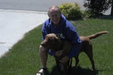 image of chesapeake_bay_retriever