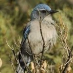 image of bird
