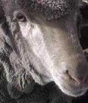 image of animal