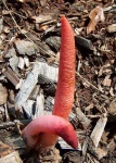image of stinkhorn
