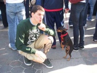 image of miniature_pinscher
