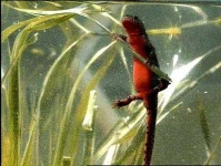 image of common_newt #21