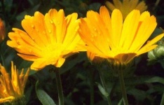image of flower
