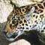 image of jaguar_car
