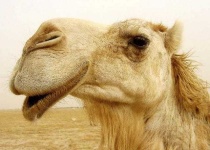 image of animal