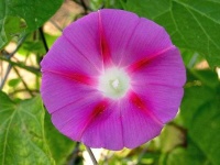 image of flower