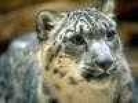 image of jaguar_car