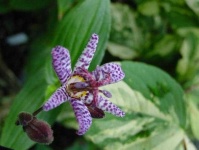 image of flower