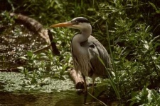 image of wetland