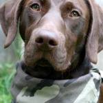 image of german_short_haired_pointer