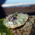 image of chiton