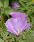 image of flower