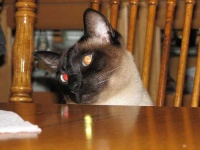 image of siamese_cat #19