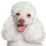 image of poodle #17