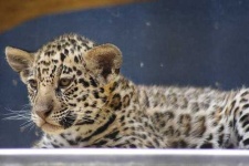 image of jaguar_car