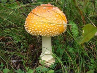 image of bolete