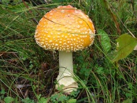 image of bolete #3