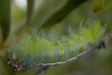 image of animal