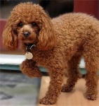 image of toy_poodle