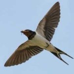 image of bird