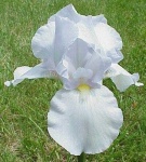 image of bearded_iris #10