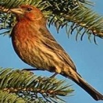 image of house_finch #29