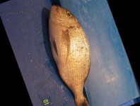 image of red_sea_bream #20