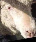 image of animal