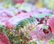 image of chiton