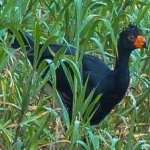 image of bird
