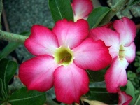 image of flower
