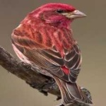 image of bird