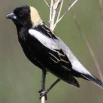image of bird