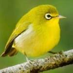 image of bird